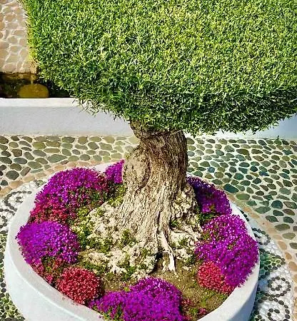 Casa De Oro Alma 4* סוזופול