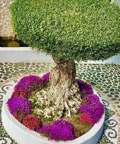 Casa De Oro Alma 4* Sozopol